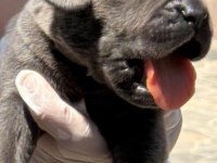 Cane corso yavrularımız