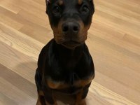 Aşılı ve aşısız doberman biblo gibi yavrular