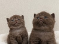 Anne Altından Safkan Çikolata Ve Cinnamon Kediler