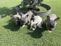 Fransız bulldog yavrular