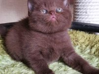 Chocolate british shorthair