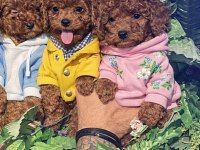 Erkek dişi toy poodle yavrular