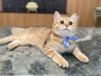 Golden british shorthair kızım