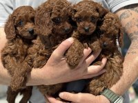 Petmode köpek çiftliğinden toy poodle yavrular