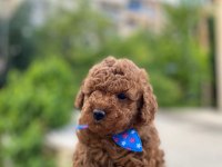 Ev ortamında kore poodle bebekler