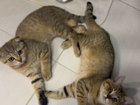 British Shorthair Sağlıklı Yavrular