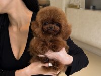 KALİTELİ TOY POODLE YAVRULAR
