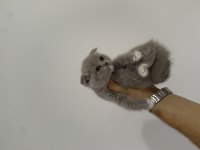 Scottish Fold Bi color bebek