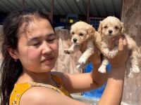 Maltipoo köpeği yavrularımız