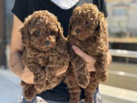 Petmode köpek çiftliğinden kore toy poodle