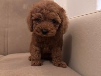 Toy poodle yavrularım yeni evini beliyorrr