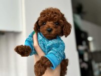 ÖZEL TOY POODLE YAVRULARI