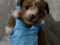 Kore Maltipoo yavruları