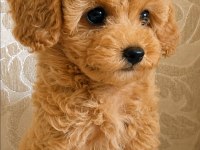 4 AYLIK SAFKAN TOY POODLE