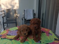 Kore kan safkan toy poodle bebekler