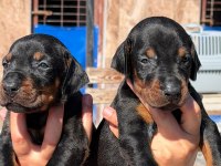 Doberman yavruları