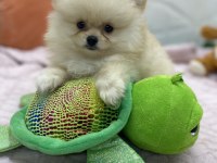 Erkek Dişi Pomeranian Yavrular
