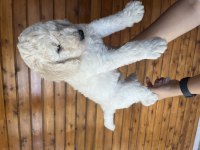 Standart Poodle