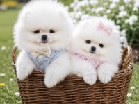 ÜST KALİTE 1 DİŞİ 1 ERKEK ORİJİNAL IRK TEACUP POMERANİAN