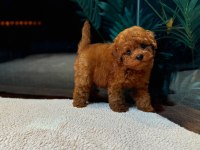 Kore Kan Toy Poodle Oğlumuz Simba