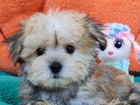 Neşe kaynağı Morkie Yavrularımız