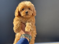 Petmode köpek çiftliğinde ziyarete açık kore maltipoo