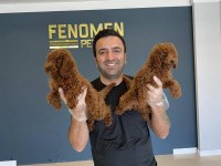 RENK RENK ORJİNAL TOY POODLE YAVRULARIMIZ GÜNCEL ANKARA