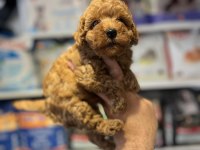 SAFKAN MİKROCHİPLİ HİPOALERJENİK RED TOY POODLE