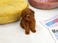 Orjinal Toy Poodle Teacup
