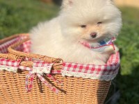 Pomeranian Boo Dişi Ve Erkek Yavrular