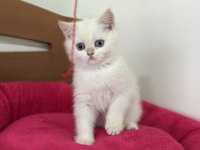 Ankaranın en Elit british shorthair ve longhair yavruları