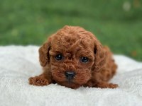 EVİNİZİN NEŞESİ OLUCAK WC EĞİTİMLİ POODLE YAVRULAR