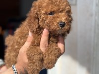 GÜNCEL 1450 GR TOY POODLE KIZIMIZ