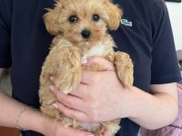 Fırsat Yavruları Bebek Yüzlü Maltipoo