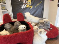 KEDİCİDEN ÖZEL IRK SCOTTISH YAVRULAR BRITISH YAVRULAR