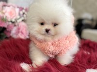 Teacup ayıcık pomeranian