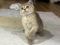 Dişi british shorthair bebek