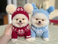 OYUNCAKLAR GİBİ 2 AYICIK POMERANİAN