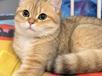 British shorthair 4 aylık golden erkek ny24