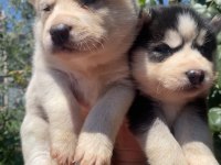 Safkan husky yavruları ruhsatlı çiftlikten