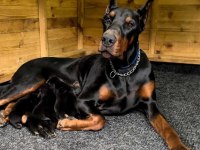 Safkan doberman yavrular ruhsatlı çiftlikten