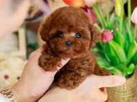 KAPIDA ÖDEMELİ TOY POODLE BEBEKLERİM