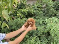 Kore Poodle Bebekler