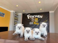 TOP KAFA SCOTTISH FOLD YAVRULARI FENOMEN PET SHOP ANK