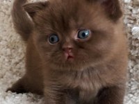 Dubai çikolatası tadında Chocolate British Shorthair