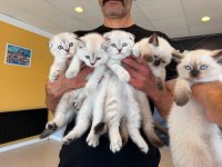 10 YENİ BRITISH SHORTHAIR YAVRULR ANKARA MAĞAZAMZDA GÖRN