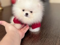 TEACUP ERKEK POMERANİAN BOO