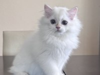 BRITISH LONGHAIR YAVRUMUZ