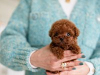 SÜSLÜ KIZIMIZIN MÜKEMMEL POODLE YAVRUSU İSTANBULDA
