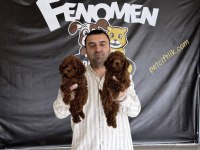 EN GÜZEL TOY POODLE YAVRULAR ANKARA MAĞAZAMIZDA GÖRÜN